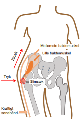 billeder-til-blog/smerter_yderside_hofte/billede-anatomi-hofte.png